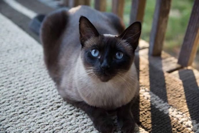 Mixed Siamese Cats What Is A Mixed Siamese Cat