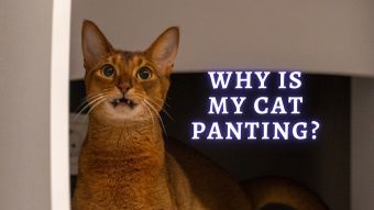 ᐉ Why is My Cat Panting 8 Reasons Why Do Cats Pant