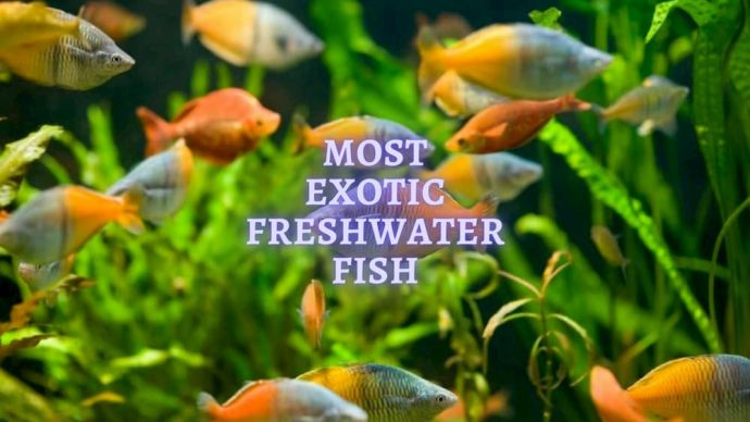 10 most exotic freshwater fishes