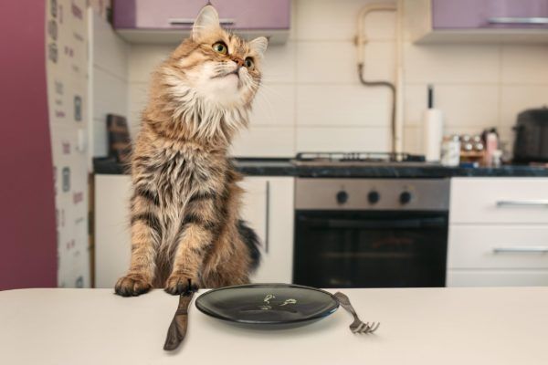 Kitten Feeding Schedule: How much to Feed a Kitten Chart (Vet Advice)