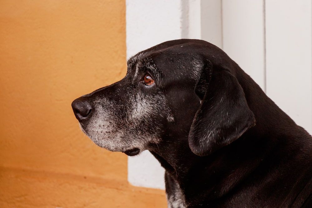 5 top tips when caring for a senior dog