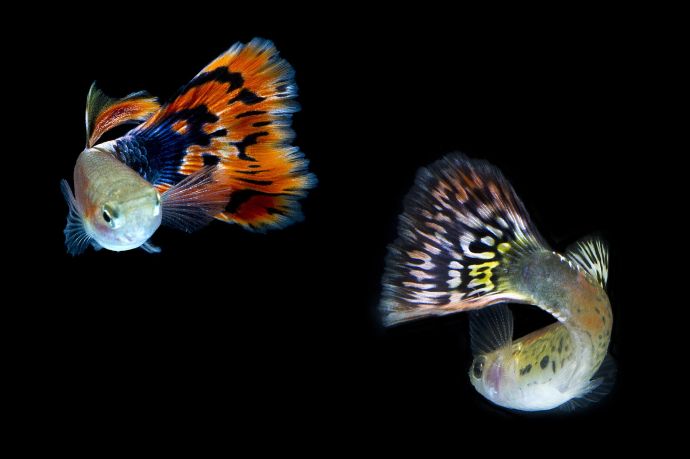 Guppy Tank Mates