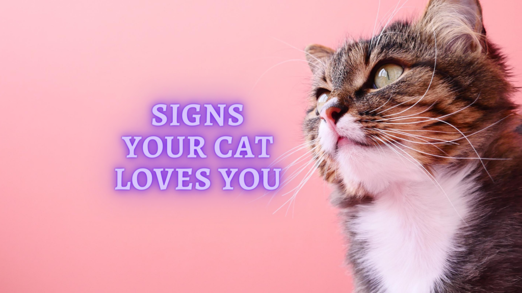 Signs your Cat Loves You How to know if your Cat loves you