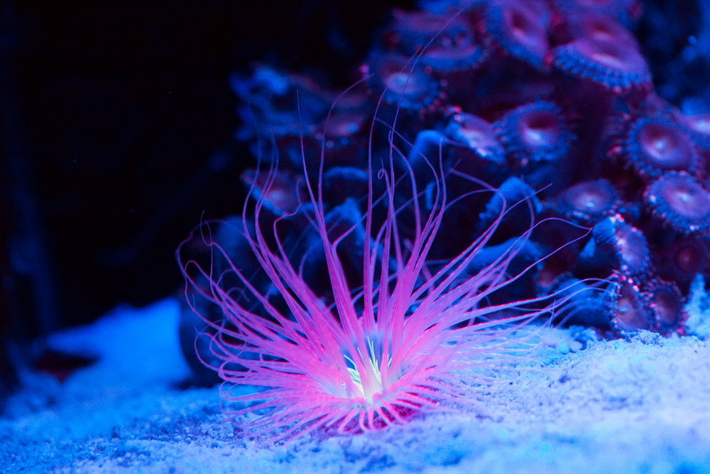 about anemones for your fish tank