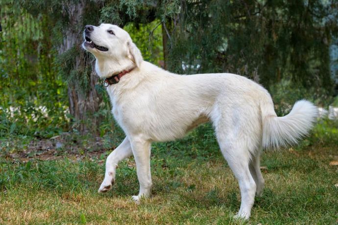 White Dog Breeds: 31 Dog Breeds With White Coat