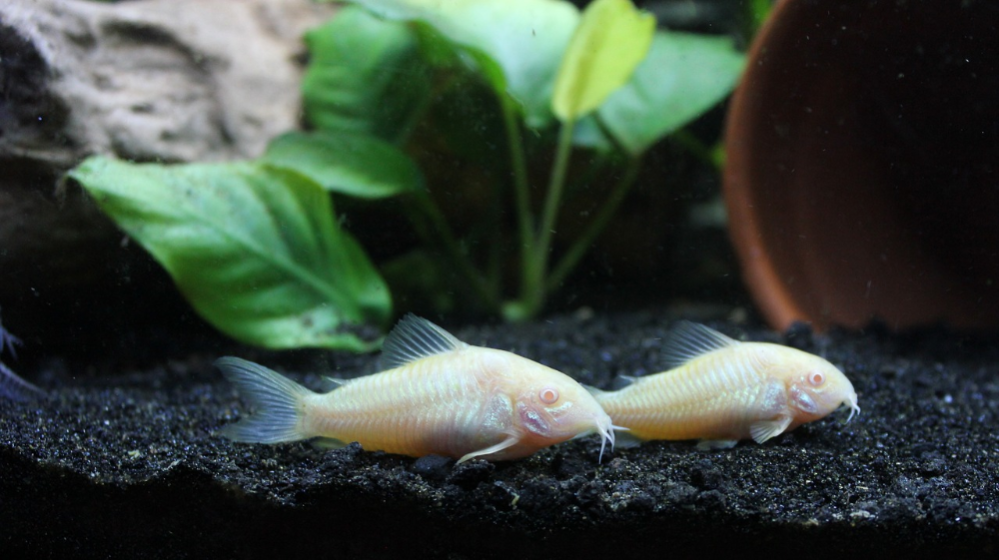 Corydoras beste zoetwater aquarium vissen combinatie