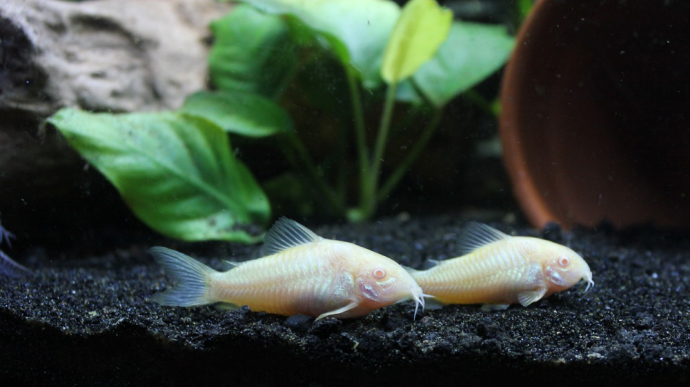 Fish Combo ᐉ Best 10 Freshwater Aquarium Fish Combination - ThePets