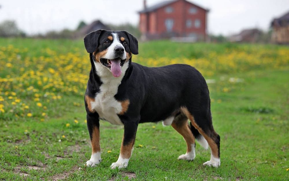 Entlebucher Mountain Dog