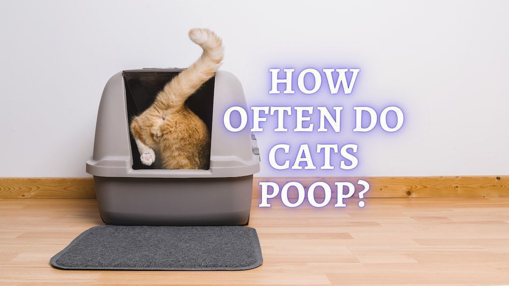 how often do cats poop