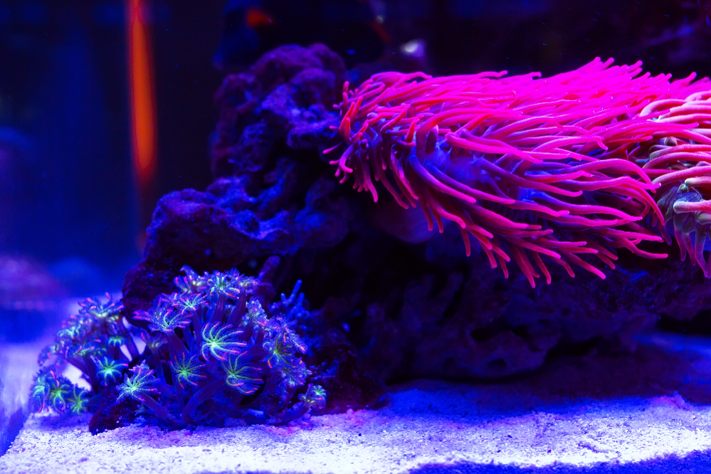 =>Anemone Tank Setup: Guide to Keep Anemone in Fish Reef Aquarium