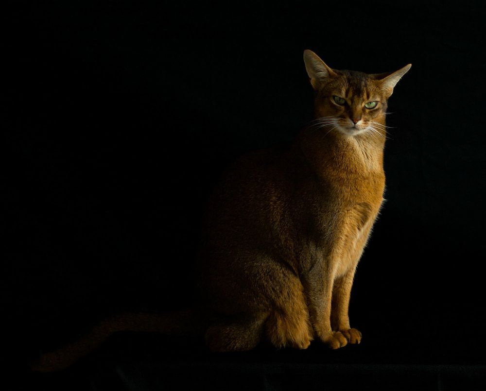 abyssinian cat appearance