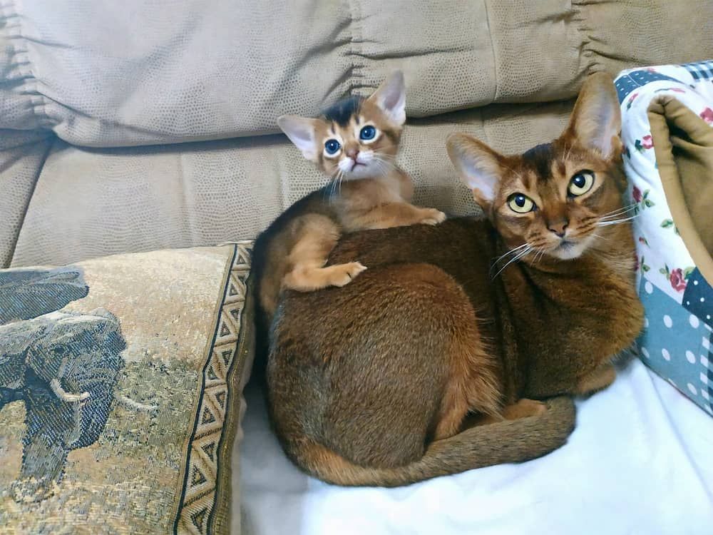 abyssinian cat with kitten