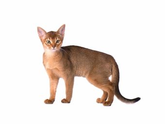 ≡ Small Cat Breeds: TOP-15 Smallest Cat Breeds You Can Own