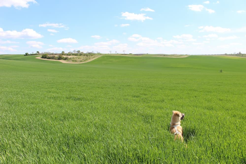 Acana vs Orijen: Comparing Acana vs Orijen Dog Food Brands