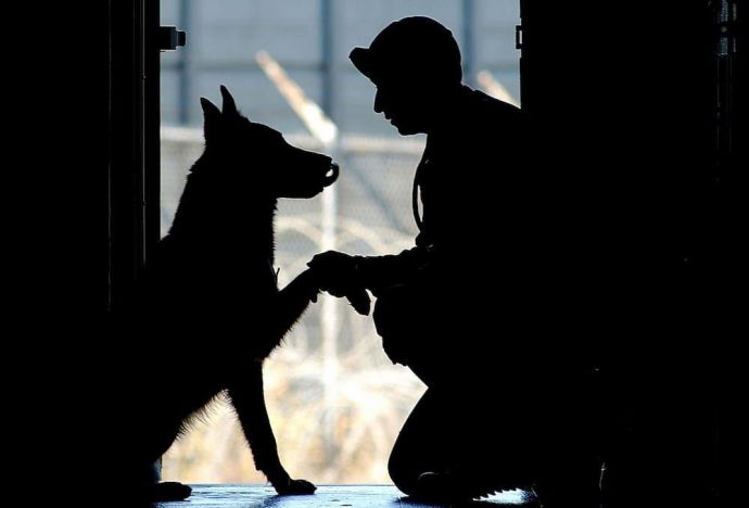 adopting retired military dog