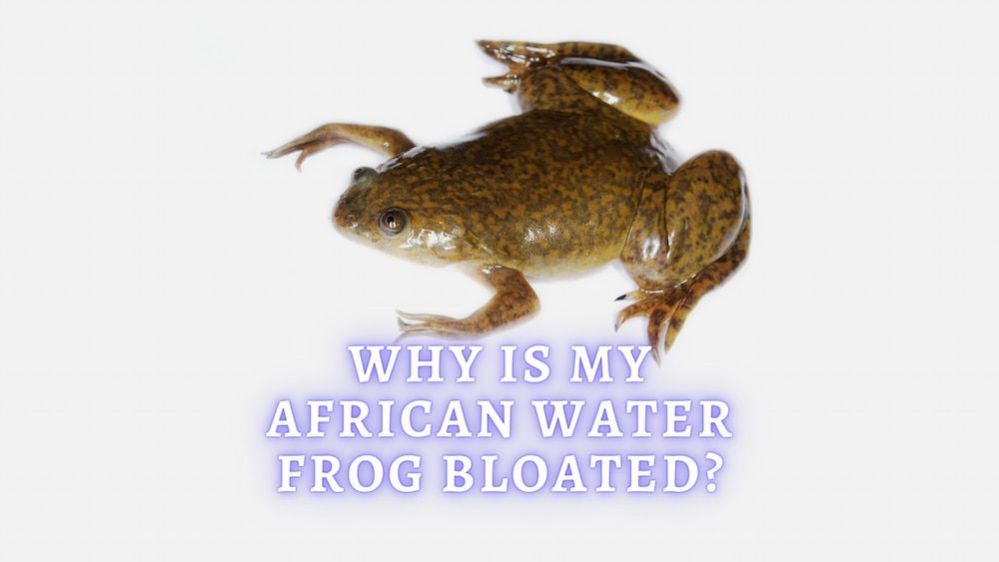 African Clawed Frog Bloat Why Is My African Clawed Frog Bloated? ThePets
