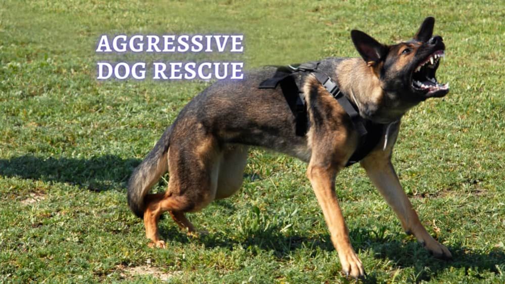 Rescue for Aggressive Dogs Rescue Dog Aggressive Behavior Reasons