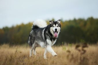 Alaskan Husky vs Siberian Husky: What's The Difference?