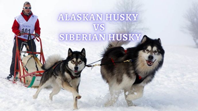 alaskan husky vs siberian husky