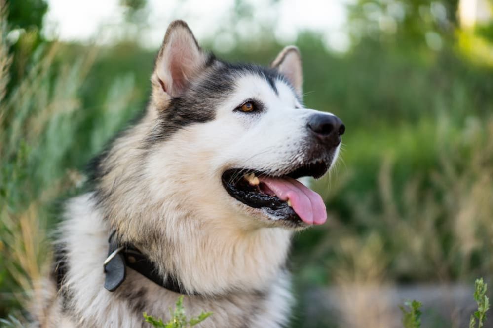 Friendliest Dog Breeds: 12 Super Friendly Dog Breeds