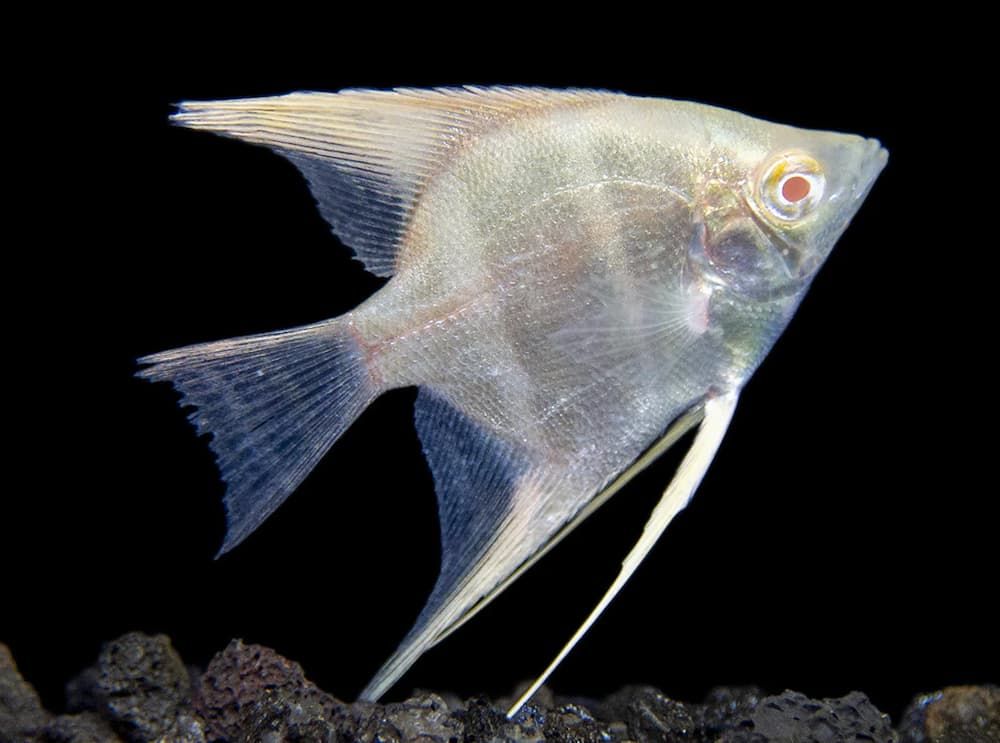 albino dantum angelfish