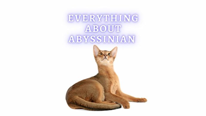 all about abyssinian cat
