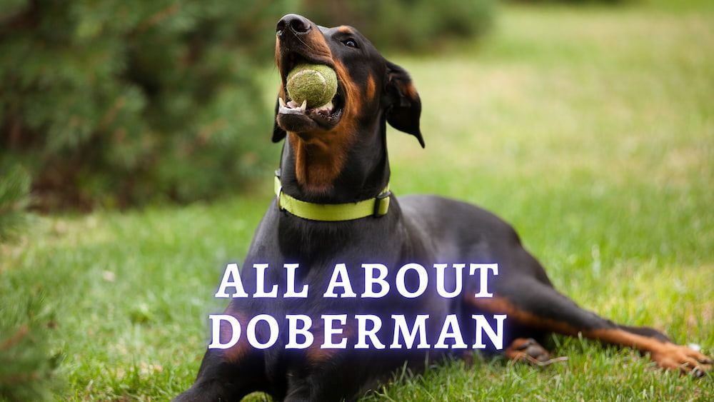 all about doberman