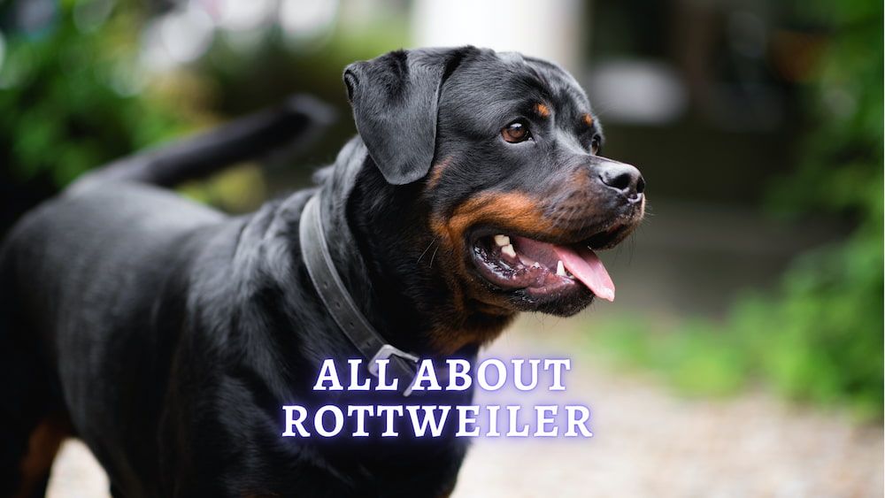 all about rottweiler dog breed