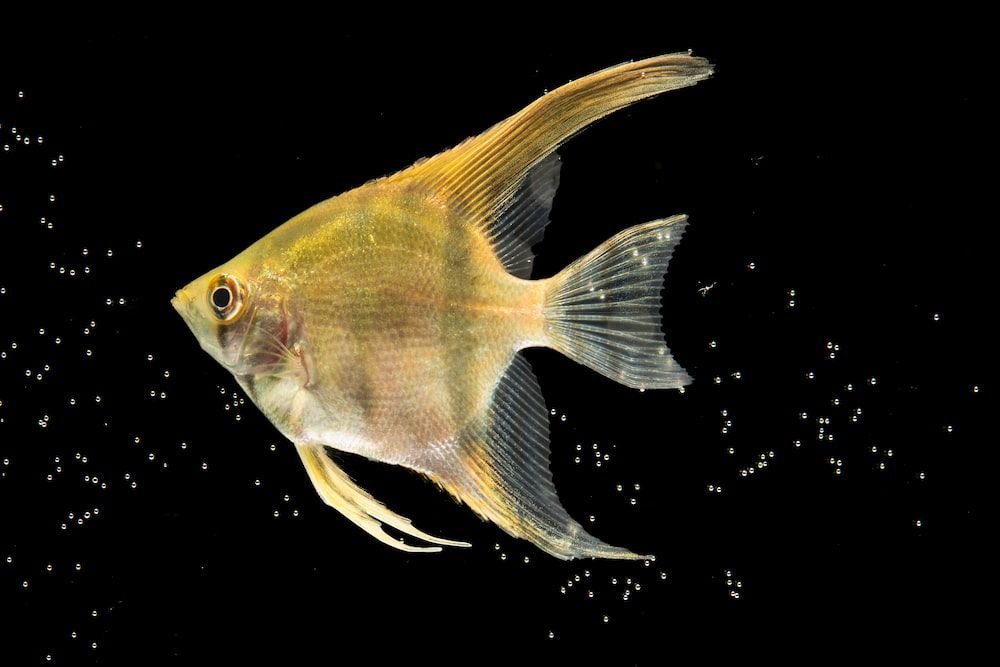 altum angelfish