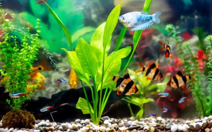 Top 10 Plants Suitable for Goldfish