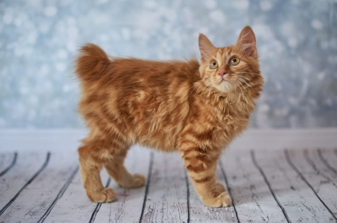 Cats With No Tail: 8 Cat Breeds With Naturally Short or No Tail