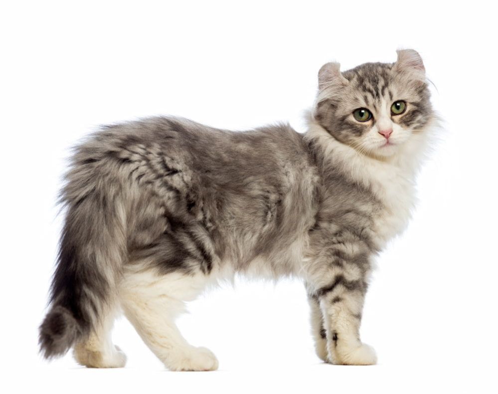 Rare Cat Breeds: 15 Exotic Rare Breeds