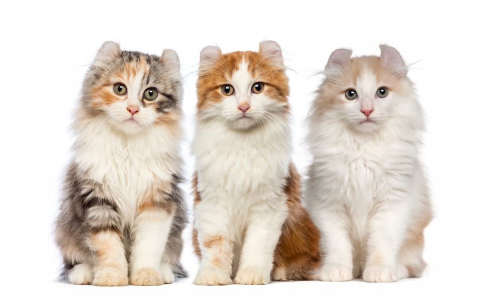 ≡ Small Cat Breeds: TOP-15 Smallest Cat Breeds You Can Own