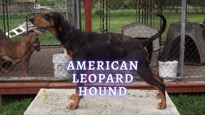 american leopard hound