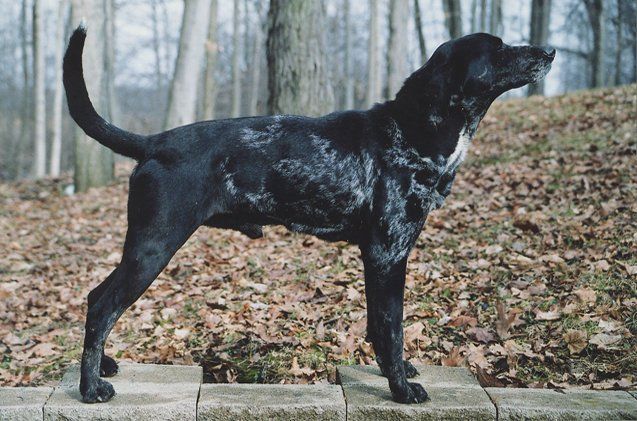 American Leopard Hounds: Personality, Activity Level and Lifespan