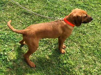 American Leopard Hounds: Personality, Activity Level and Lifespan