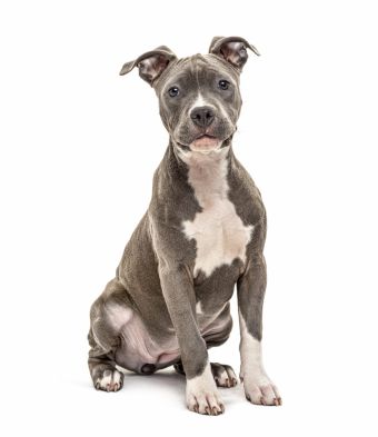 Pitbull and American Staffordshire Terrier Differences and Similarities