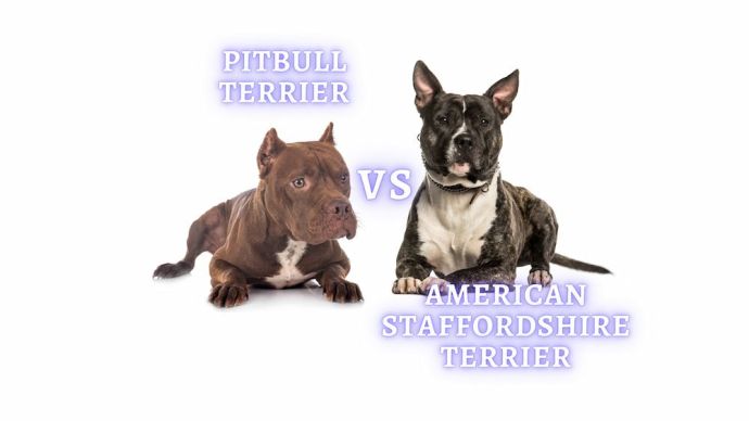 american staffordshire terrier vs pitbull