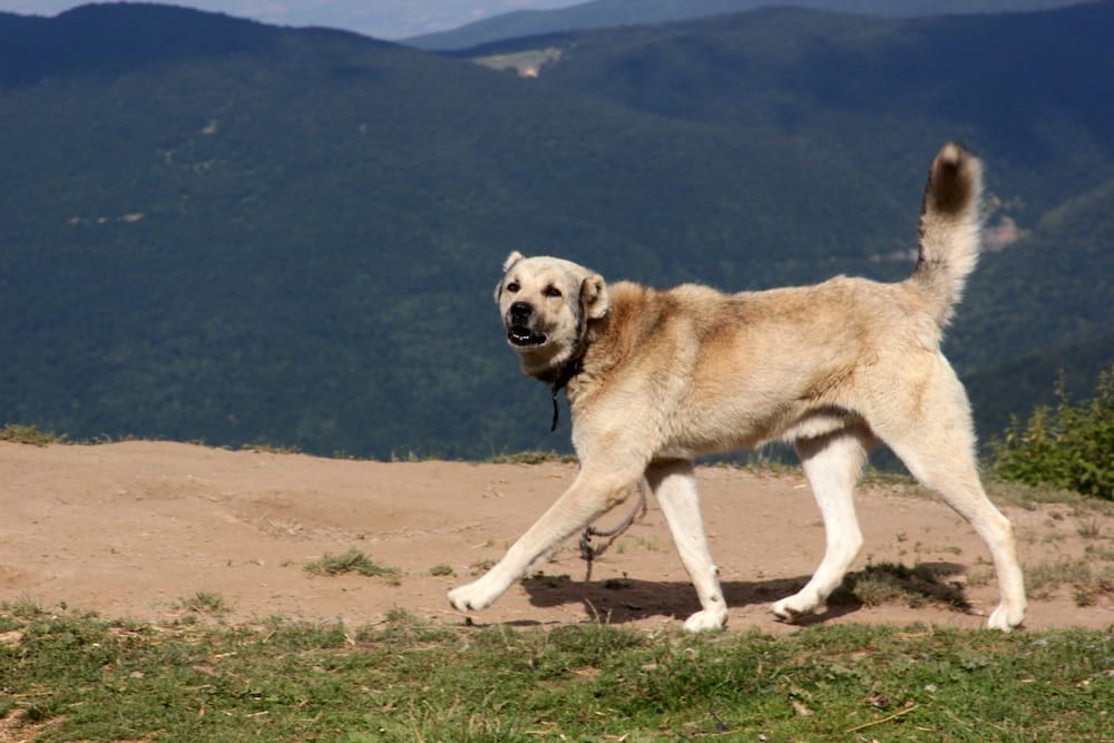 anatolian shepherd full height