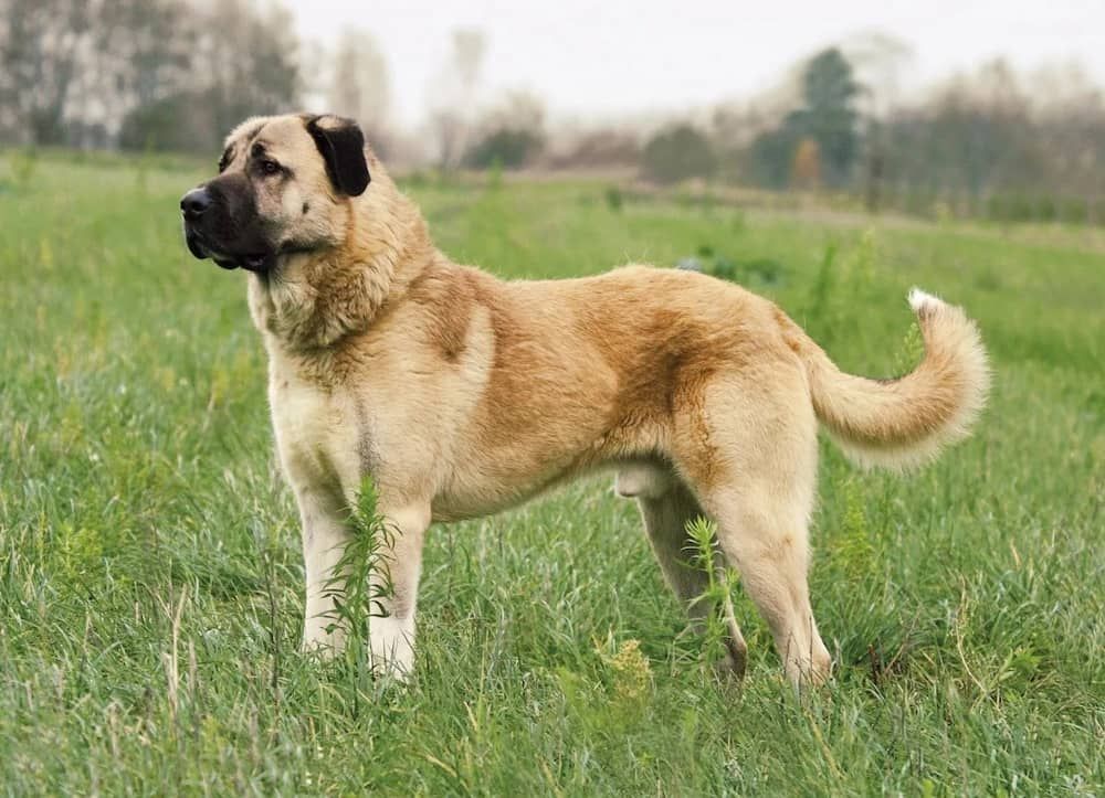 anatolian shepherd