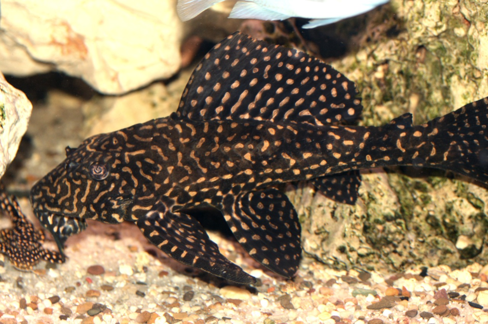 ancistrus é o melhor peixe para combinação de aquários de água doce