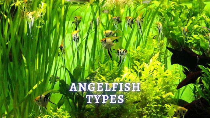 angelfish types