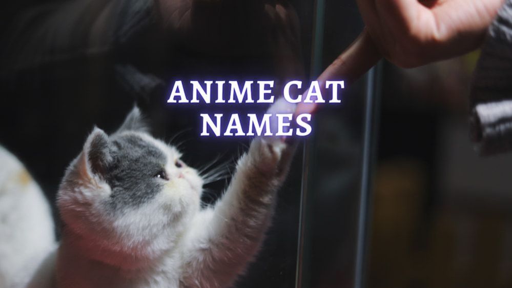 Anime Cat Names 200+ Cat Names Ideas from Anime