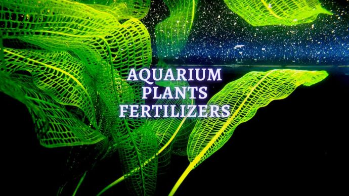 aquarium plants fertiliers