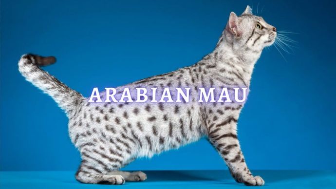 arabian mau cat