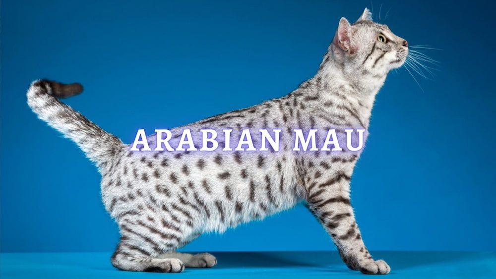 arabian mau cat