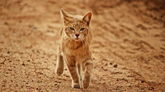 Arabian Mau: Care, Price, Temperament of Arabian Mau Cat