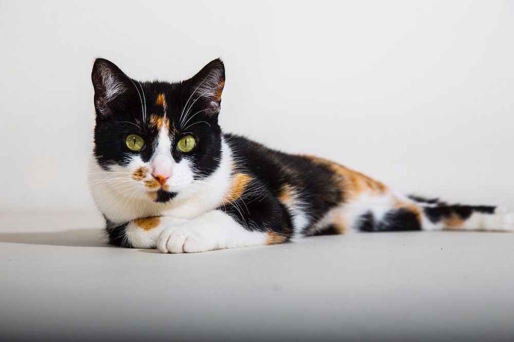 are all calico cats female only