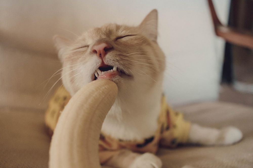 are bananas healthy for cats