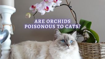 Are Orchids Poisonous To Cats? Can Orchid Plants Hurt Cats?